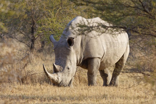 White rhinoceros