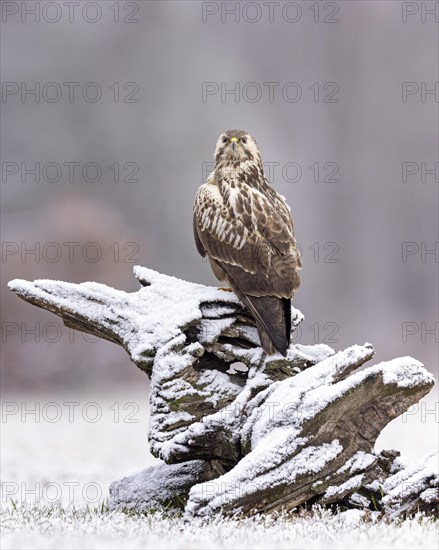 Common steppe buzzard