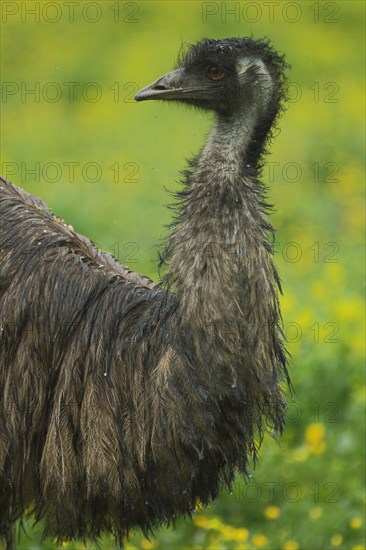 Emu