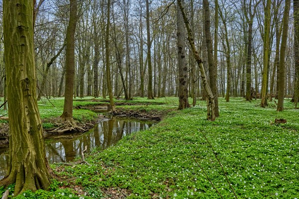The Lasker Auenwald nature reserve in the Sorbian settlement area in spring