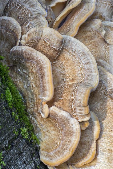 Giant polypore