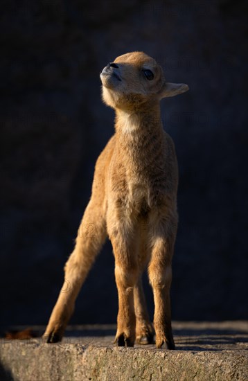 Barbary sheep