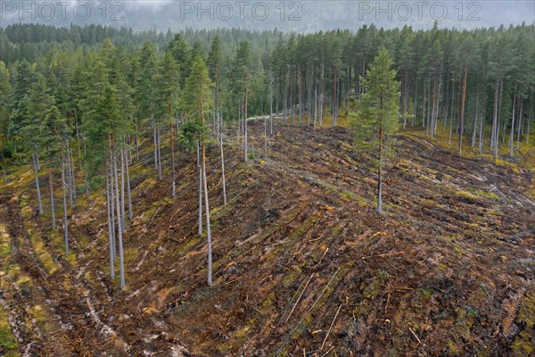 Aerial view over Swedish clearcut area