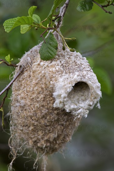 European Penduline Tit