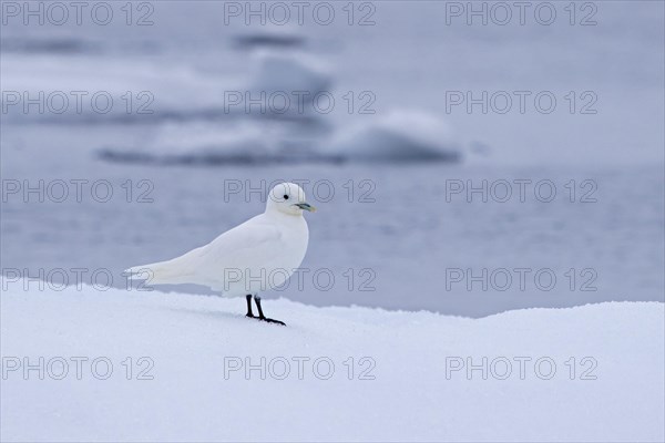 Ivory gull