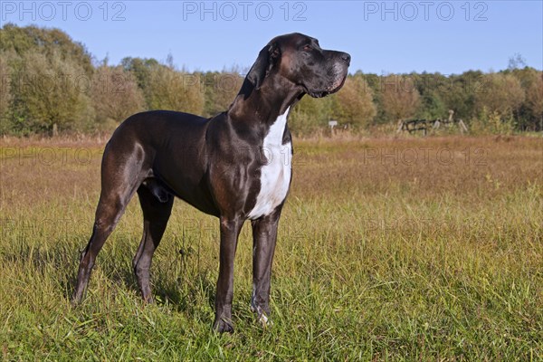 Great Dane