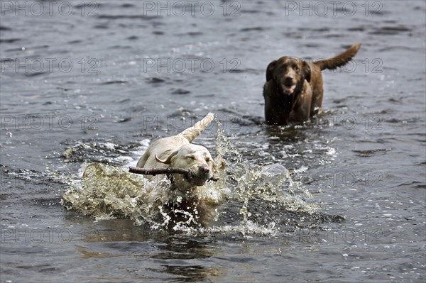 Golden retriever