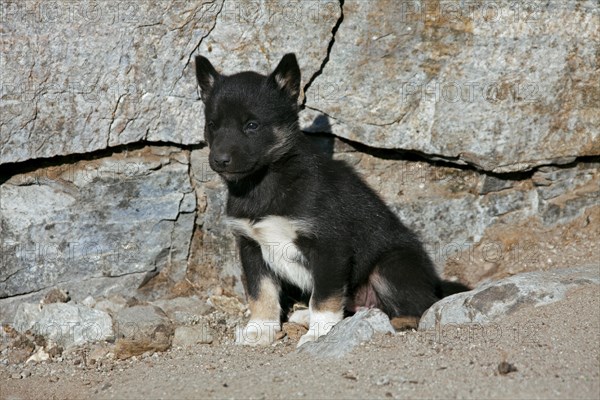 Greenland dog