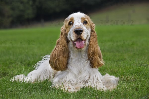 English Cocker Spaniel