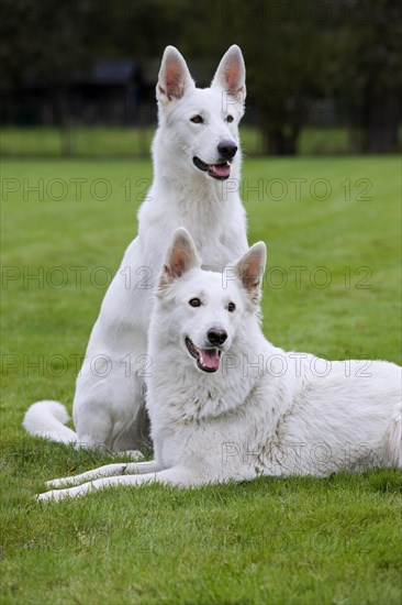 White Swiss Shepherd Dogs