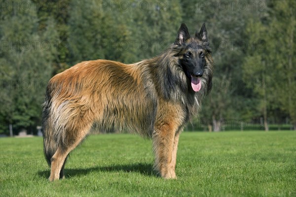 Belgian Shepherd Tervuren