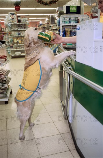 Invalid and physically disabled person in wheelchair shopping with Labrador mobility assistance dog in supermarket