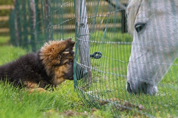 Curious German shepherd dog