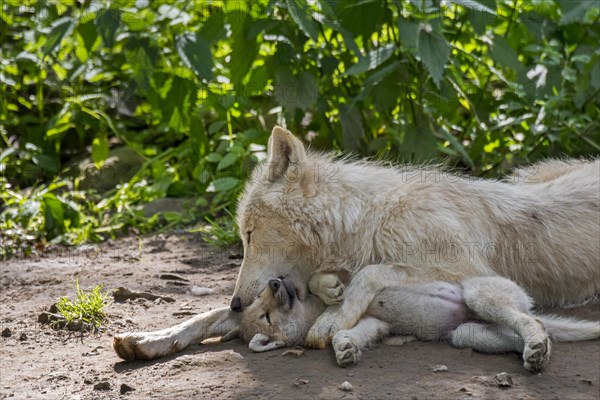 Hudson Bay wolves