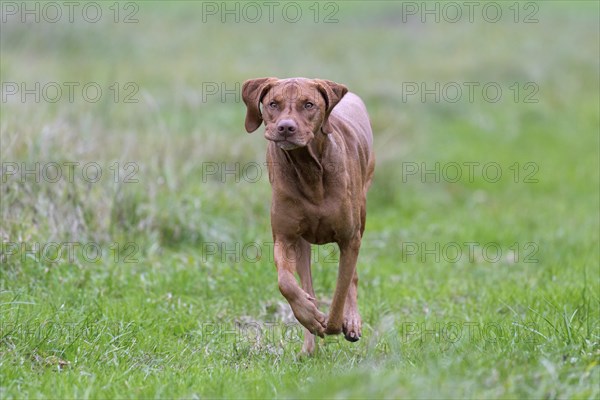 Hungarian Vizsla