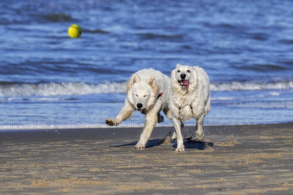 Two Berger Blanc Suisse dogs