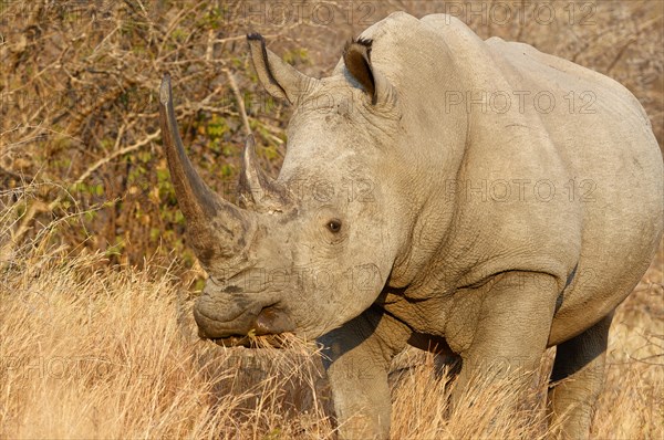 White rhinoceros