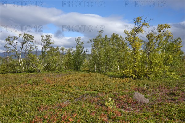 Row of trees in Abisko National Park