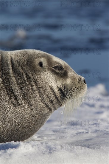 Bearded seal