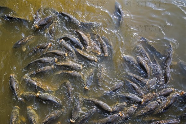 Shoal of common carp