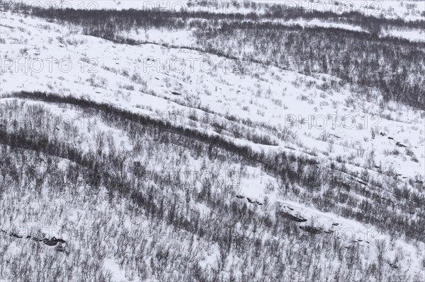 Aerial view over birch trees in the snow of taiga