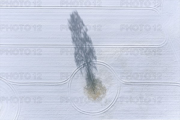 Aerial view over solitary common oak