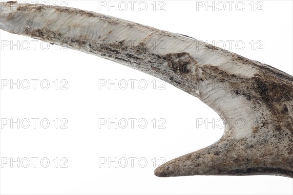 Shed antler of European roe deer