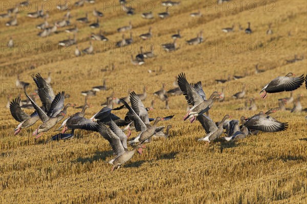 Greylag goose