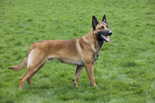 Belgian Shepherd Dog