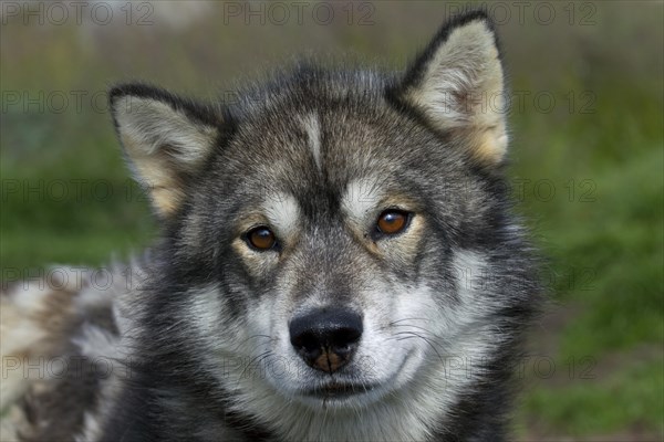 Greenland dog