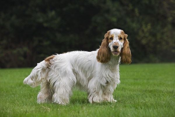 English Cocker Spaniel