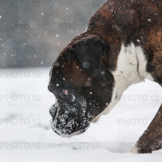 Boxer dog in the snow in forest during snowfall in winter