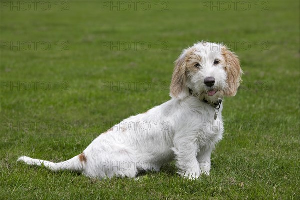 Basset griffon vendeen