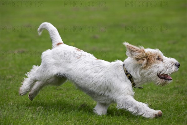 Basset griffon vendeen