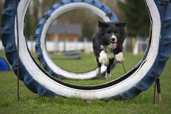 Border Collie