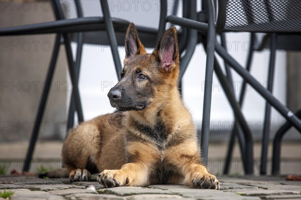 German shepherd dog