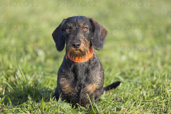 Wire-haired dachshund