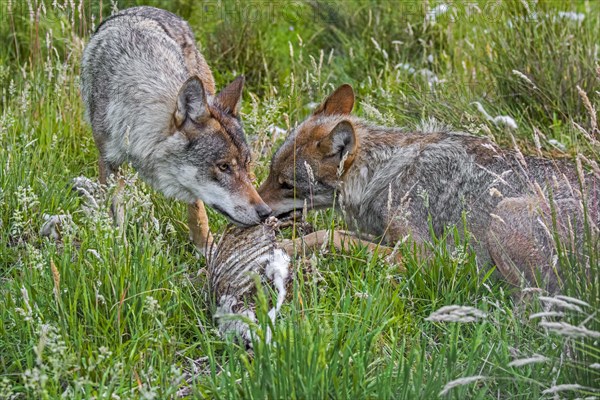 Two grey wolves