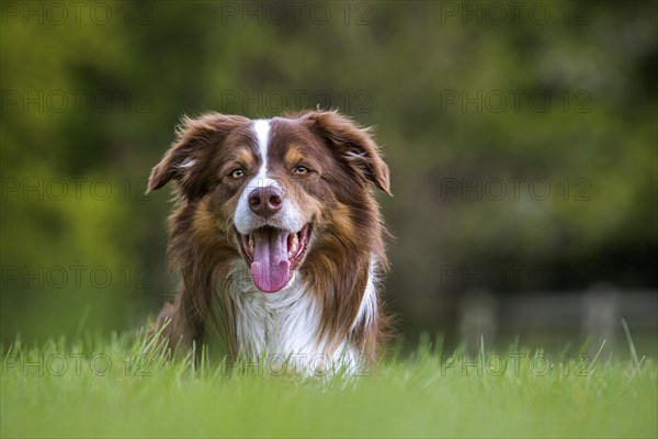 Border collie