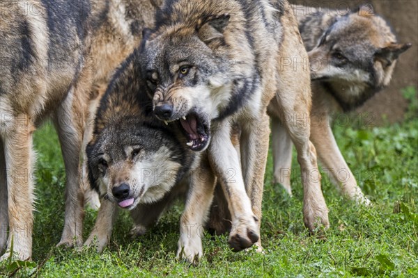 Two aggressive gray wolves