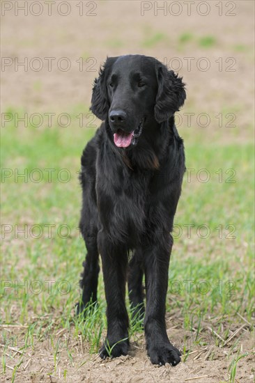 Black flat-coated retriever in field