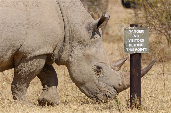 White rhinoceros