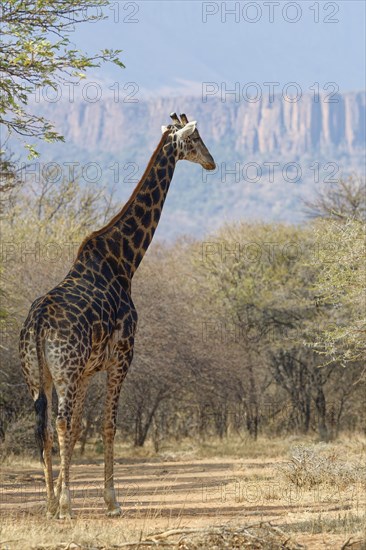 South African giraffe