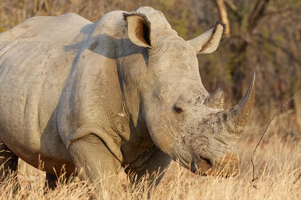 White rhinoceros