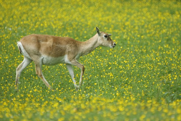 Antelope cervicapra
