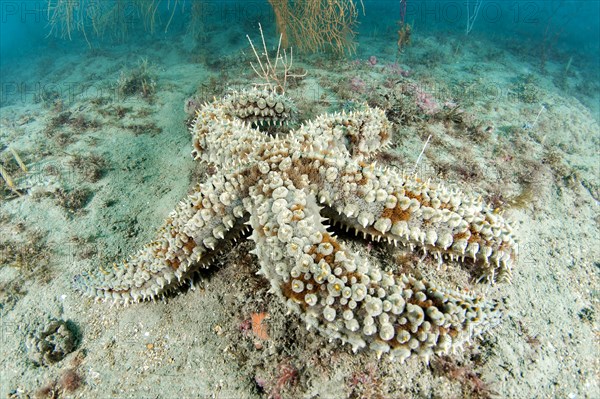 Spiny starfish