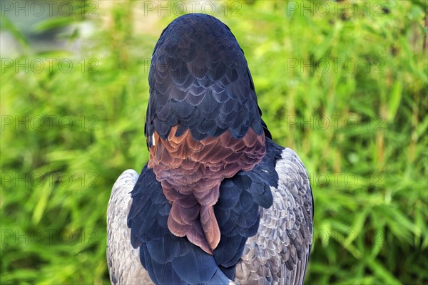 Bateleur