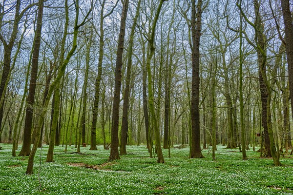 The Lasker Auenwald nature reserve in the Sorbian settlement area in spring