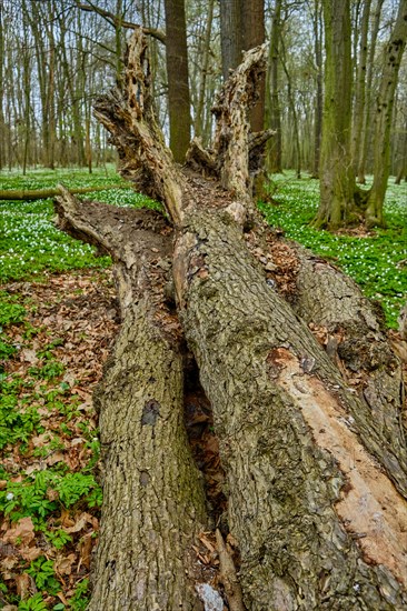 The Lasker Auenwald nature reserve in the Sorbian settlement area in spring