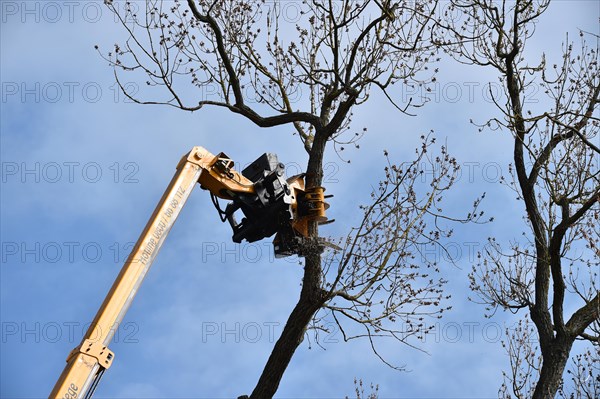 Tree felling with a felling crane in Vellmar